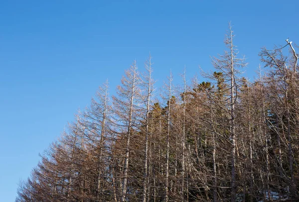 Pine trees at Mount Fuji — Stock Photo, Image