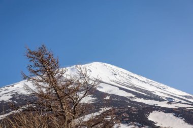 Çam ve Mt. Fuji