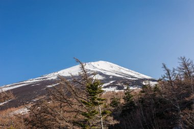Çam ve Mt. Fuji