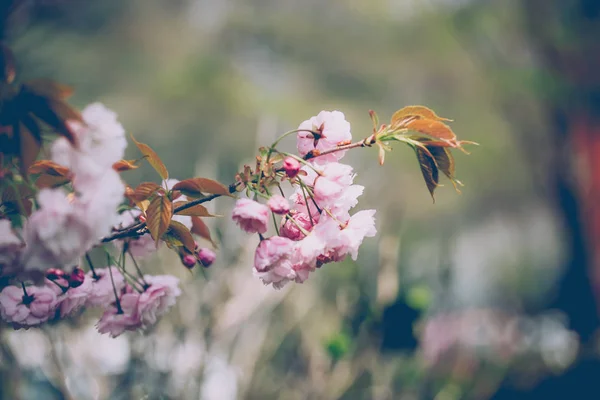 Sakura Rüzgar tarafından hareketli resimleri. — Stok fotoğraf