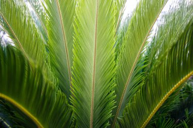 palmiye yaprağı doku arka plan.