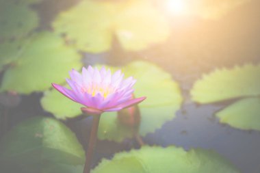 Havuzda mor nilüfer yakın çekim.