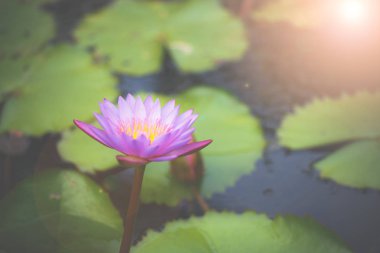 Havuzda mor nilüfer yakın çekim.