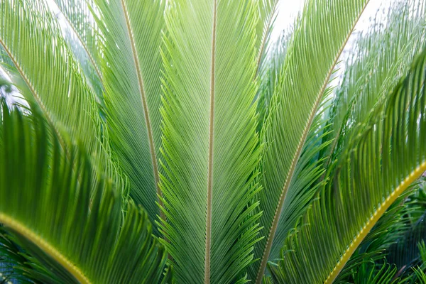 Palmový list textury pozadí. — Stock fotografie