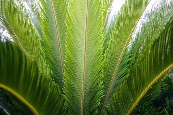 palmiye yaprağı doku arka plan.