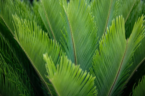 Palm leaf texture background. — Stock Photo, Image
