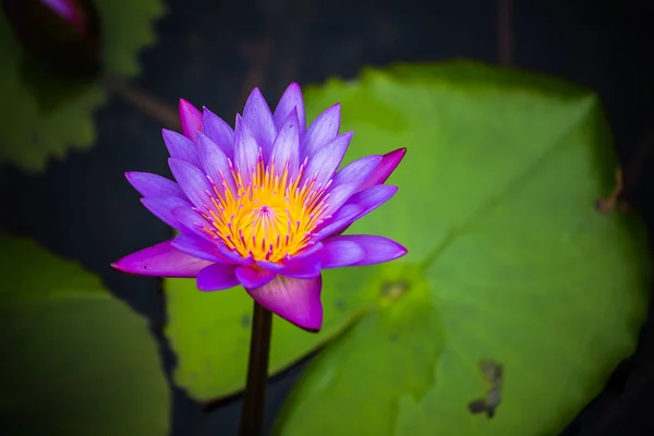 Пурпурная водянистая лилия в пруду . — стоковое фото