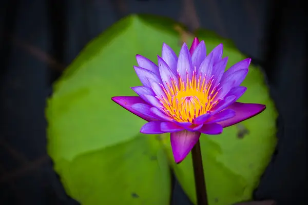 Lírio aquático roxo na lagoa de perto . — Fotografia de Stock