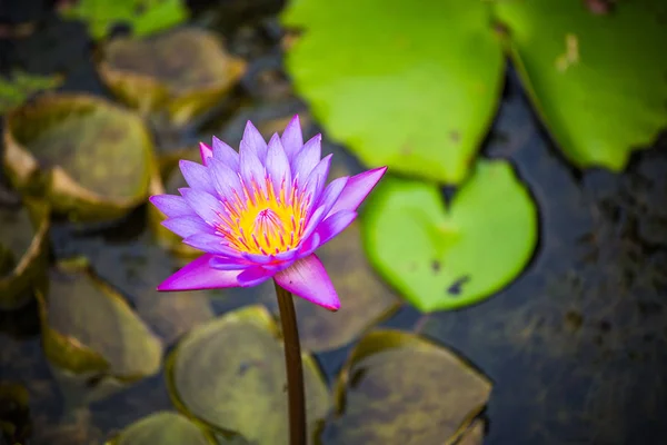 Nenúfar púrpura en el estanque de cerca . —  Fotos de Stock