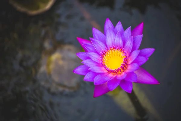 Nenúfar púrpura en el estanque de cerca . — Foto de Stock