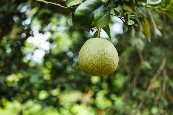 Grapefrukt på träd i trädgården. — Stockfoto