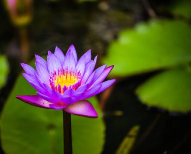 Havuzda mor nilüfer yakın çekim.