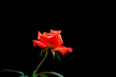 Siyah bir arka plan üzerinde turuncu gül.