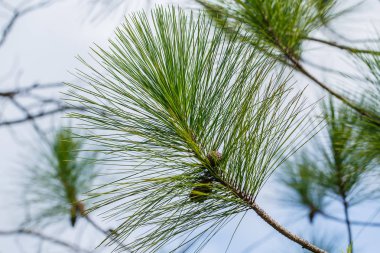 Çam yaprakları ile beyaz bir zemin.