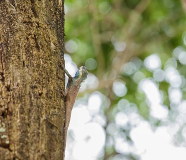 Ağaçtaki bukalemun.