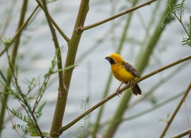 Asya altın weaver ağaç üzerinde.