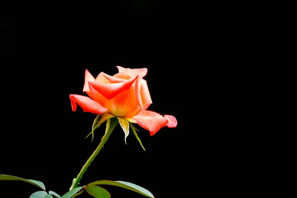 Oranžové růže na černém pozadí. — Stock fotografie