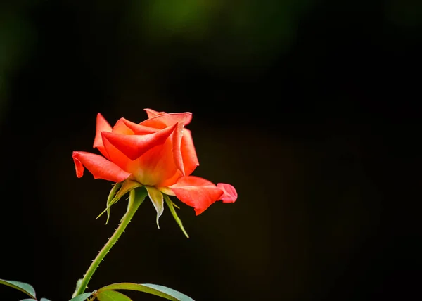 Roses orange sur fond noir . — Photo