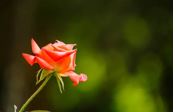 Orange rosor i trädgården. — Stockfoto