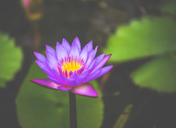 Lírio aquático roxo na lagoa de perto . — Fotografia de Stock