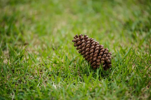 Pinheiro de semente no gramado imagem de close-up . — Fotografia de Stock