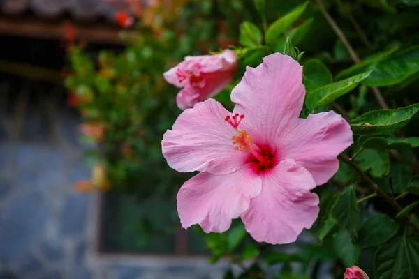 बागेत झाडावर गुलाबी हिबिस्कस फूल . — स्टॉक फोटो, इमेज