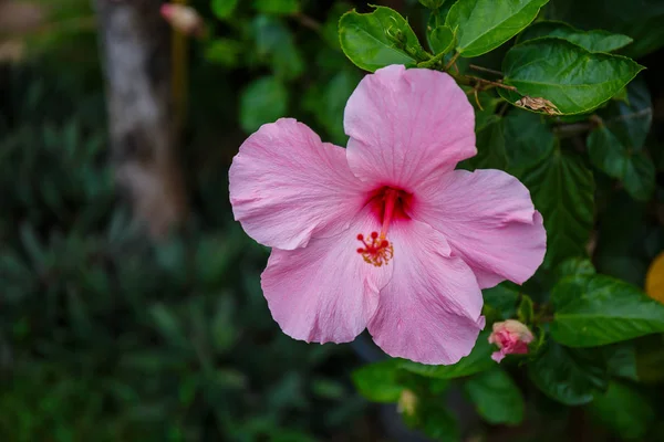 Rosa hibiskus blomma på träd i trädgården. — Stockfoto