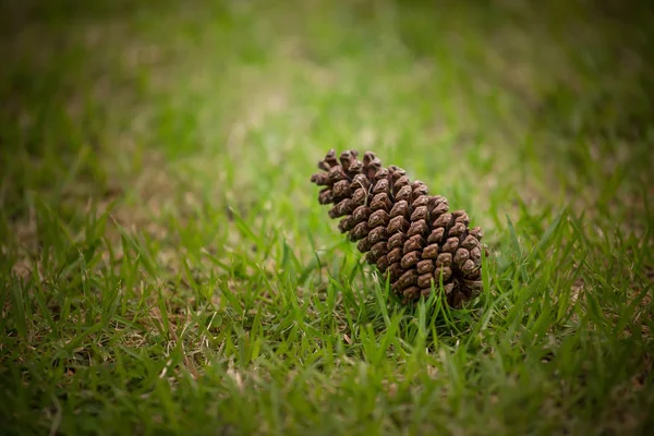 Zaad pine op het gazon close-up in beeld. — Stockfoto