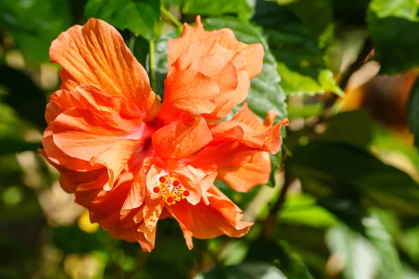 Orange hibiscus på trädet i trädgården. — Stockfoto