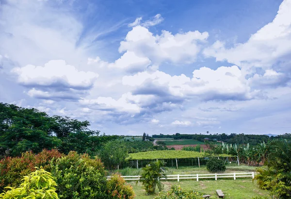 Wijngaard met hemel met wolken — Stockfoto