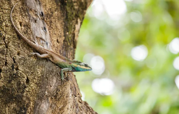 Kameleont på trädet. — Stockfoto