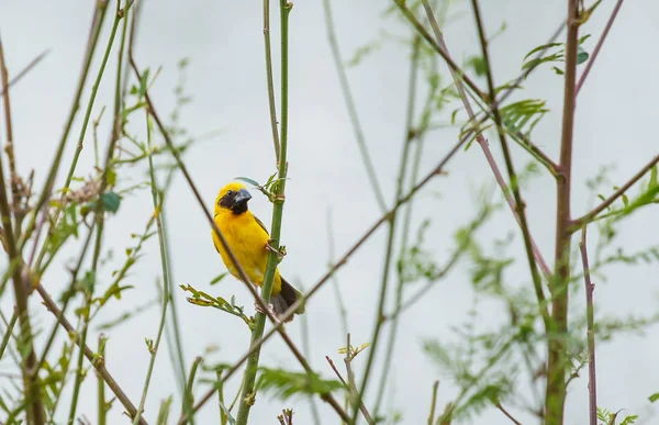 Tejedor de oro asiático en el árbol . — Foto de Stock