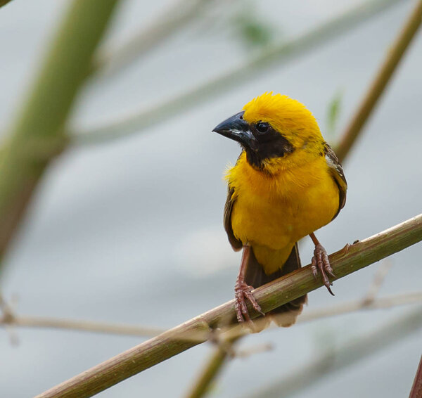 Азиатский золотой ткач на дереве
.