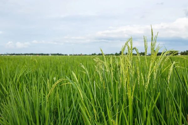 Orelhas de arroz no campo com céu nublado . — Fotografia de Stock