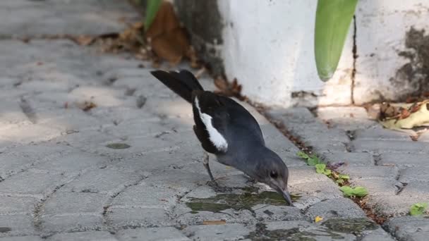 Robin pájaro blanco y negro en el suelo . — Vídeos de Stock