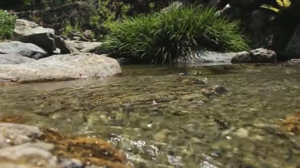 Pequeño arroyo en el jardín donde el agua fluye a través de las rocas . — Vídeo de stock