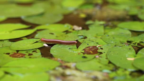 Tausendfüßer krabbelt auf Lotusblatt im Teich. — Stockvideo