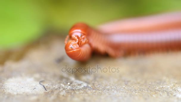 Paire de mille-pattes marron au sol un mille-pattes est au sommet d'un autre . — Video