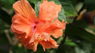 Bahçede Hibiscus çiçeği.