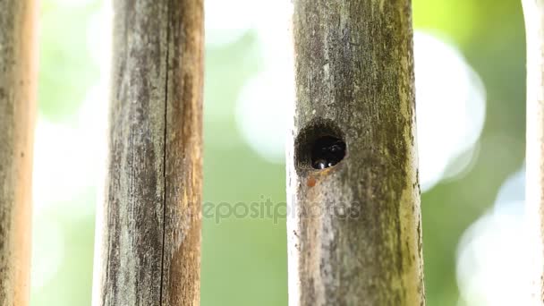 Carpenter bee v dutině na dřevěné. — Stock video