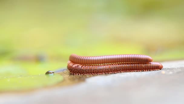 双的地上一个千足虫是叠上另一个棕色蜈蚣. — 图库视频影像