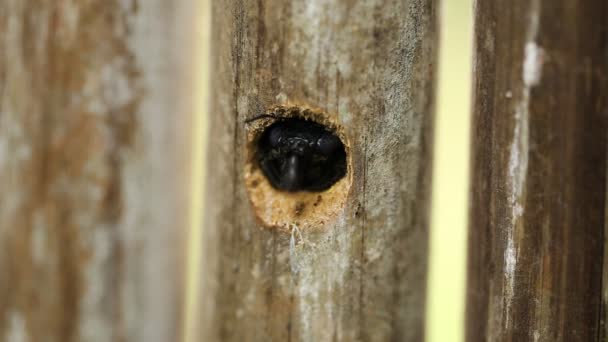 Carpenter bee in the cavity on wooden. — Stock Video