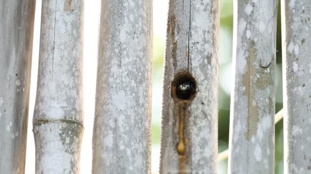 Abeja carpintero en la cavidad en madera . — Vídeo de stock