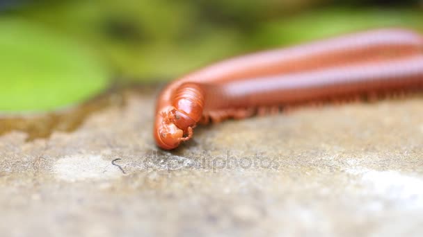 Pair of brown centipedes on ground one millipede is atop another. — Stock Video