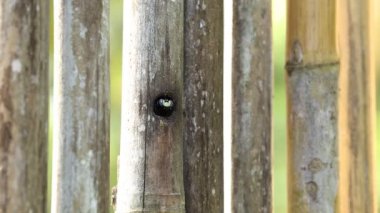 Ahşap den marangoz arı.