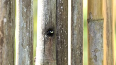 Ahşap den marangoz arı.