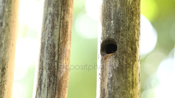 Abelha de carpinteiro na cavidade em madeira . — Vídeo de Stock