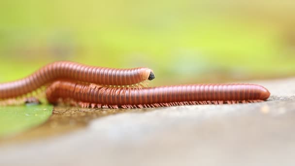 Pair of brown centipedes on ground one millipede is atop another. — Stock Video