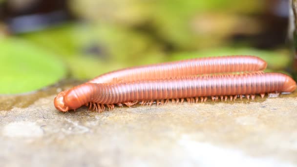 Pair of brown centipedes on ground one millipede is atop another. — Stock Video