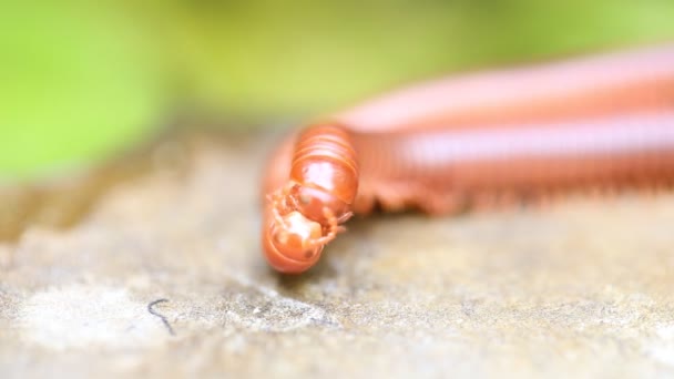 Coppia di centopiedi marroni su terra un millepiedi è in cima un altro . — Video Stock